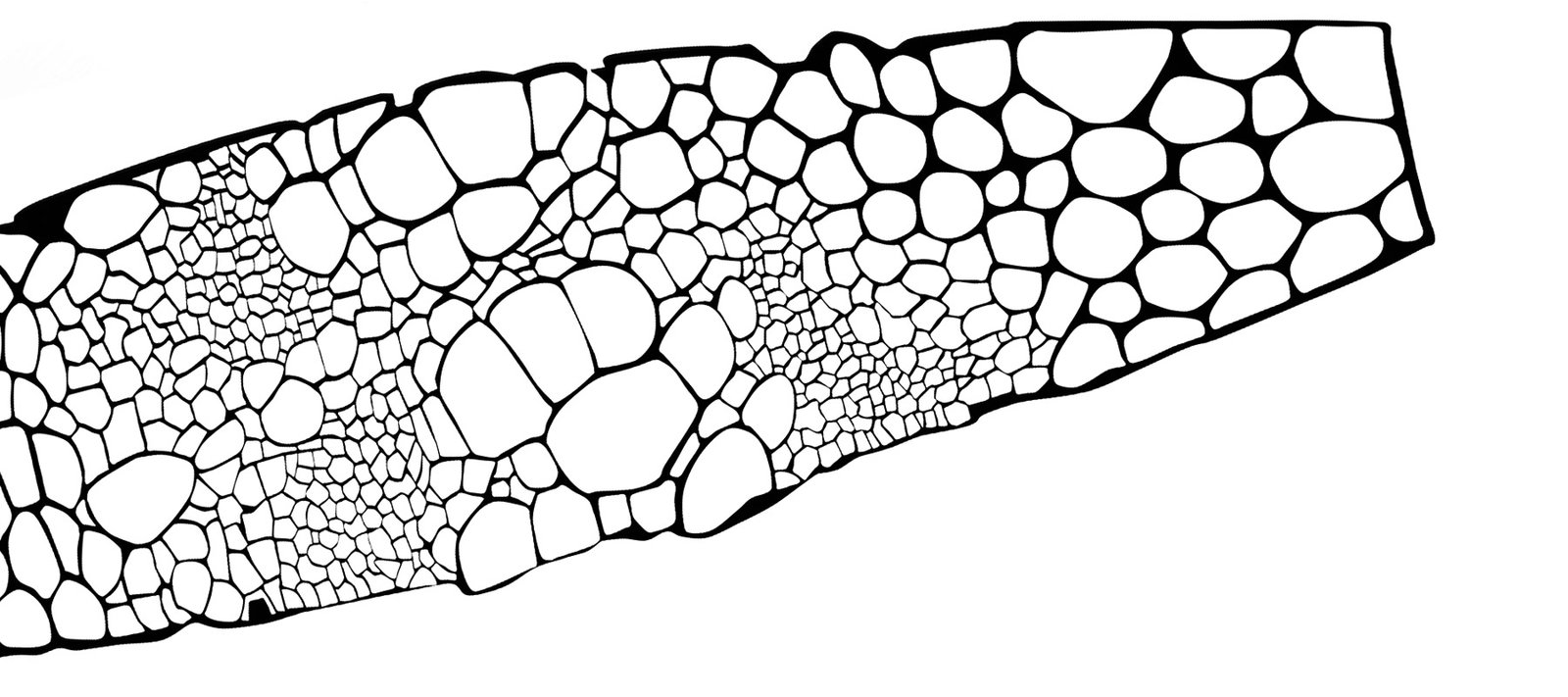 Plan view of 'Cyto' Object design by Inkrypted - Rita Abou Arraj
